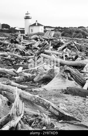 Driftwood raccoglie alta sulla spiaggia osservato ad alta bassa marea Foto Stock