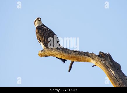 Grande American Raptor e Eagle attende alla ricerca di un motivo per volare Foto Stock