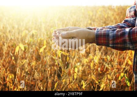 Manciata di semi di soia in agricoltore mani sul campo serata di sfondo tramonto Foto Stock