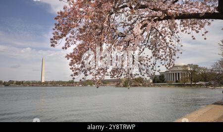 I fiori di ciliegio sono già hanno raggiunto un picco intorno al bacino di marea in Washington DC Foto Stock