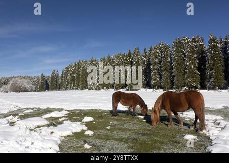 Parco naturale di Gorbea, Alava, Spagna, Europa Foto Stock