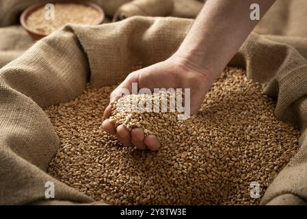 Maschio caucasico che mostra grani di grano nelle sue mani sopra sacco di burlap Foto Stock