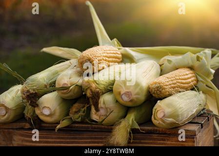 Appena raccolto pannocchie di mais dolce su legno tavola gabbia vista closeup Foto Stock