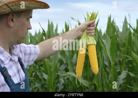 Agricoltore in cappello ispezione pannocchie di mais con campo sullo sfondo Foto Stock