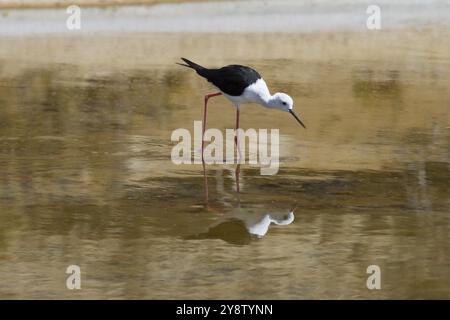 Himantopus himantopus, parco naturale di Ria Formosa, Algarve, Portogallo, Europa Foto Stock