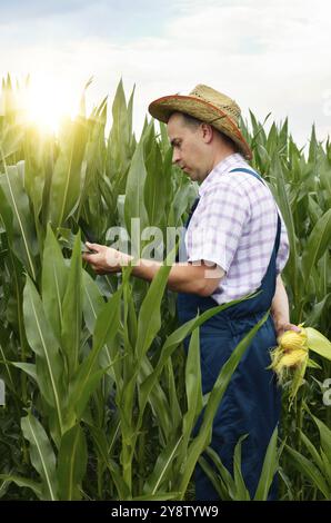 Agricoltore in cappello ispezione pannocchie di mais con campo sullo sfondo Foto Stock