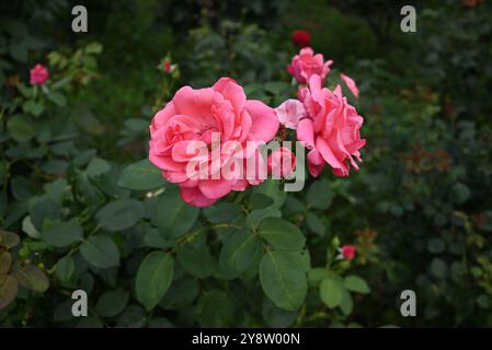 due rose rosa rosse fioriscono con petali multipli nel cespuglio in giardino Foto Stock