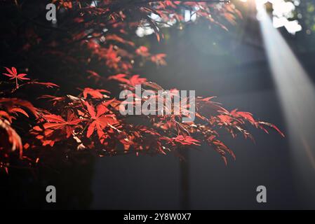 acer rosso si lascia al sole nel pomeriggio nel parco Foto Stock