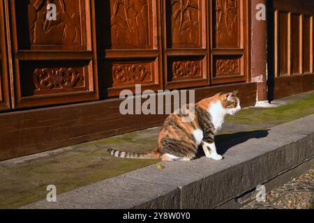 un gatto di colore arancione con un gatto bianco e nero seduto sulla piattaforma nel pomeriggio di suny Foto Stock