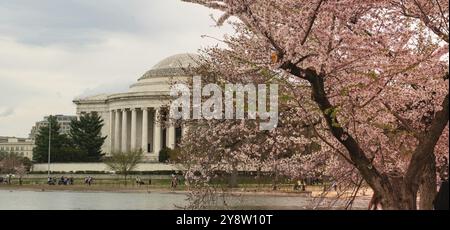 I fiori di ciliegio sono già hanno raggiunto un picco intorno al bacino di marea in Washington DC Foto Stock