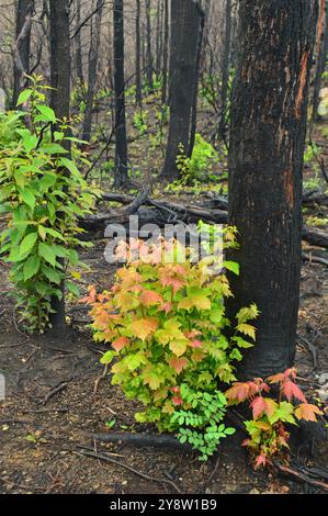 Si osserva una nuova crescita accanto agli alberi carbonizzati dell'incendio dell'anno precedente nel Great Smokey Mountains National Park Foto Stock