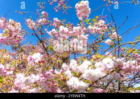 Fiore di ciliegio giapponese (Prunis serrulata), Huntsbury, Christchurch (Ōtautahi), Canterbury, nuova Zelanda Foto Stock