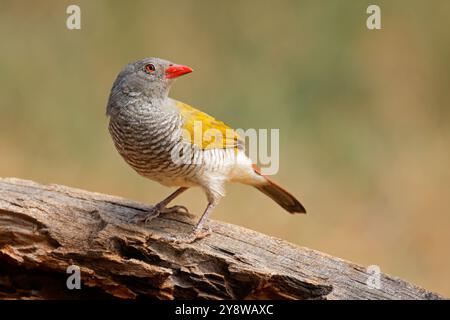 Una colorata pitilia femminile con ali verdi (Pytilia melba) arroccata su un ramo, Sud Africa Foto Stock