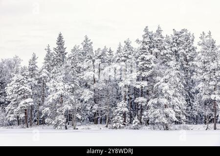 Foresta di conifere ghiacciate vicino a un lago innevato con vista panoramica Foto Stock