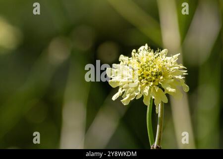 Scabiosa ochroleuca 'Moondance', fiore giallo scabioso, pinguette gialle Foto Stock