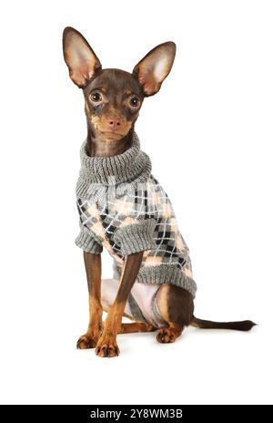 Cucciolo il giocattolo terrier (di quattro mesi) vestito con un maglione caldo isolato su sfondo bianco Foto Stock