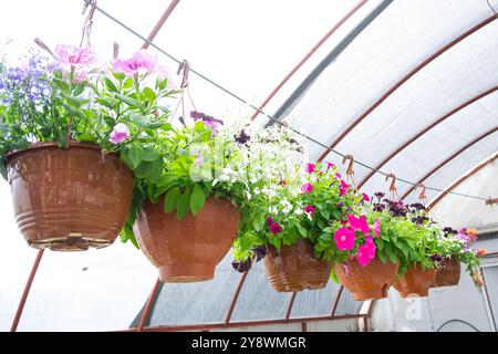 Vasi appesi con fiori estivi all'aperto per il paesaggio all'aperto e la decorazione di balconi, facciate, caffetterie sono appesi in un negozio di fiori Foto Stock