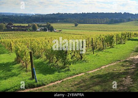 Vigneti nel vigneto Denbies vicino a Dorking, Surrey. Parte dell'industria vinicola in crescita del Regno Unito, situata alle pendici del North Downs vicino a Box Hill. Foto Stock