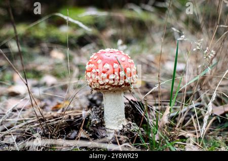 Primo piano di un suggestivo fungo rosso Amanita circondato da vegetazione boschiva. Cattura la bellezza e la diversità dei funghi selvatici nel loro habitat naturale Foto Stock