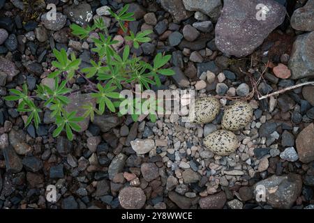 Oystercatcher nest on edge of car park, Westfjords, Iceland, three eggs Stock Photo