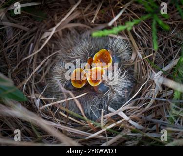 Sky lark nest in meadow with four feathered chicks begging for food, alauda arvensis Stock Photo