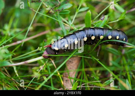 Hyles Gallii la larva di falco-falena della paglia di letto Foto Stock