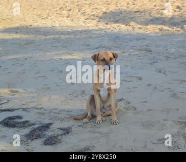 Cane randagio sulla spiaggia sabbiosa della Repubblica Dominicana. Foto Stock