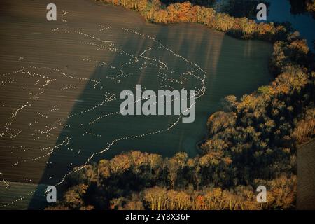 Oche delle nevi che lasciano il rifugio Blackwater e volano sopra campi agricoli, paludi e foreste nel Maryland orientale. Foto Stock