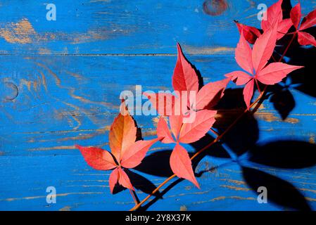 foglie rosse autunnali della virginia sul piano del tavolo dipinto blu, norfolk, inghilterra Foto Stock