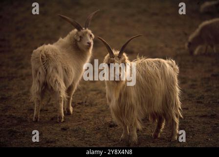 Capre del Kashmir, Cina. Foto Stock