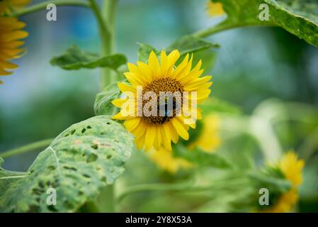 Le api raccolgono il polline su un girasole in piena fioritura in un campo di girasole Foto Stock