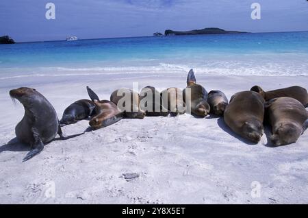 Leoni marini sulla spiaggia. Foto Stock