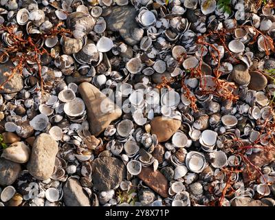 Superficie full-frame di conchiglie e pietre resistenti della costa dell'Elba, ideale come texture ispirata alla natura o sfondo per progetti marittimi. Foto Stock