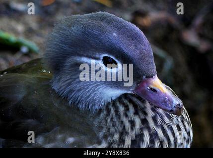 Femmine di anatra mandarina Foto Stock