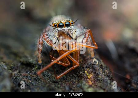Saltare il ragno con gli occhi grandi è afferrare una formica rossa con le gambe su un ramo di albero. Foto Stock