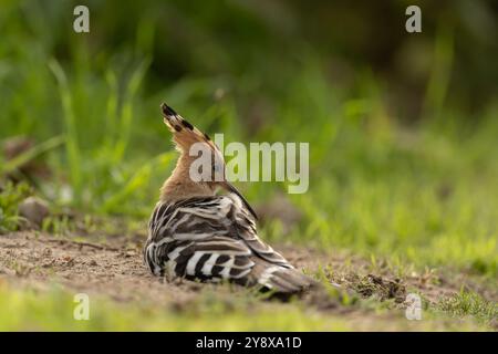 Un avvistamento straordinario ha deliziato Thomas Winstone, fotografo naturalistico e birdwatching nel Regno Unito, mentre un Hoopoe, un uccello raro e sorprendente, è stato avvistato in un campo vicino a Swansea. Conosciuta per la sua caratteristica corona di piume e il bellissimo piumaggio con sfumature di ruggine e nero, la Hoopoe è una presenza accattivante nel mondo aviario. Tipicamente presente nei climi più caldi, l'aspetto di questo uccello migratorio in Galles è straordinario e suscita emozioni tra gli ornitologi locali e gli appassionati della natura. La vocazione unica e il comportamento di raccolta degli insetti dello Hoopoe lo rendono un subje affascinante Foto Stock