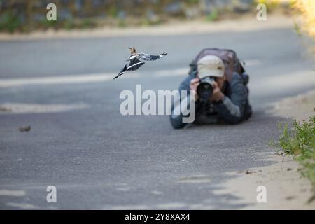 Swansea, Galles, Regno Unito. 7 ottobre 2024. Un avvistamento straordinario ha deliziato Thomas Winstone, fotografo naturalistico e birdwatching nel Regno Unito, mentre un Hoopoe, un uccello raro e sorprendente, è stato avvistato in un campo vicino a Swansea. Conosciuta per la sua caratteristica corona di piume e il bellissimo piumaggio con sfumature di ruggine e nero, la Hoopoe è una presenza accattivante nel mondo aviario. Tipicamente presente nei climi più caldi, l'aspetto di questo uccello migratorio in Galles è straordinario e suscita emozioni tra gli ornitologi locali e gli appassionati della natura. Crediti: SIPA USA/Alamy Live News Foto Stock