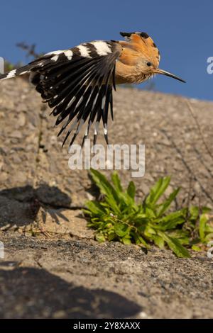 Swansea, Galles, Regno Unito. 7 ottobre 2024. Un avvistamento straordinario ha deliziato Thomas Winstone, fotografo naturalistico e birdwatching nel Regno Unito, mentre un Hoopoe, un uccello raro e sorprendente, è stato avvistato in un campo vicino a Swansea. Conosciuta per la sua caratteristica corona di piume e il bellissimo piumaggio con sfumature di ruggine e nero, la Hoopoe è una presenza accattivante nel mondo aviario. Tipicamente presente nei climi più caldi, l'aspetto di questo uccello migratorio in Galles è straordinario e suscita emozioni tra gli ornitologi locali e gli appassionati della natura. Crediti: SIPA USA/Alamy Live News Foto Stock