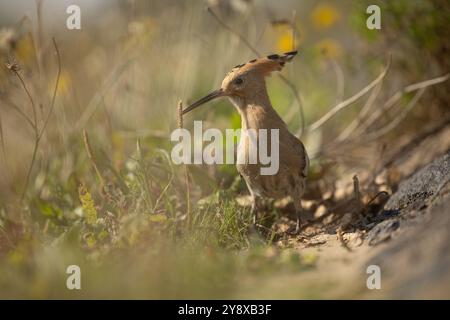 Swansea, Galles, Regno Unito. 7 ottobre 2024. Un avvistamento straordinario ha deliziato Thomas Winstone, fotografo naturalistico e birdwatching nel Regno Unito, mentre un Hoopoe, un uccello raro e sorprendente, è stato avvistato in un campo vicino a Swansea. Conosciuta per la sua caratteristica corona di piume e il bellissimo piumaggio con sfumature di ruggine e nero, la Hoopoe è una presenza accattivante nel mondo aviario. Tipicamente presente nei climi più caldi, l'aspetto di questo uccello migratorio in Galles è straordinario e suscita emozioni tra gli ornitologi locali e gli appassionati della natura. Crediti: SIPA USA/Alamy Live News Foto Stock