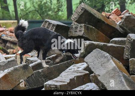 Breclav, Repubblica Ceca. 6 ottobre 2024. Due giorni Campionato di cani da soccorso dell'Associazione delle Brigate di soccorso dei cinologi della Repubblica Ceca a Breclav, 6 ottobre 2024. Crediti: Vaclav Salek/CTK Photo/Alamy Live News Foto Stock