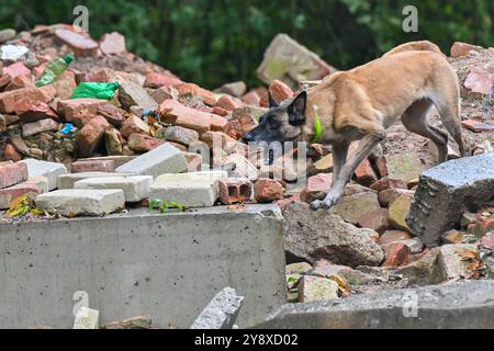 Breclav, Repubblica Ceca. 6 ottobre 2024. Due giorni Campionato di cani da soccorso dell'Associazione delle Brigate di soccorso dei cinologi della Repubblica Ceca a Breclav, 6 ottobre 2024. Crediti: Vaclav Salek/CTK Photo/Alamy Live News Foto Stock