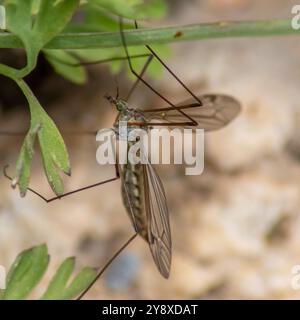 Tipula maxima, Giant Cranefly UK Foto Stock