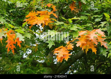 Foglie di arancio e marrone ingiallite, i colori, i colori dell'autunno 2024 a Falkirk in Scozia. Foto Stock