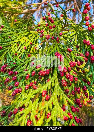 Fogliame verde di tuja (cedro bianco del Nord) con coni di polline maschi rossi, macro, Parco San grato, Carona, Ticino, Svizzera Foto Stock