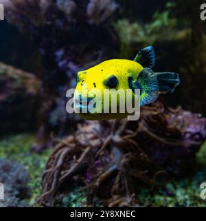 Puffer giallo macchiato nero o Puffer Fish Arothron Nigropunctatus nuoto in acqua. Foto Stock