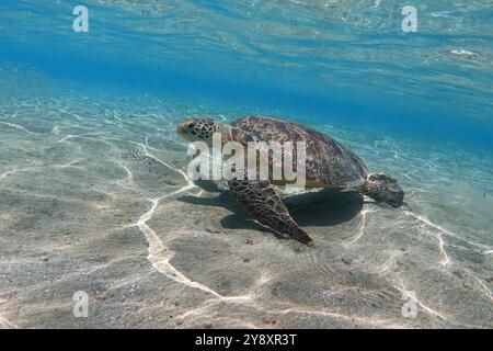 Tartaruga di mare verde in acque poco profonde sott'acqua Foto Stock