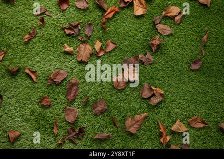 L'erba con una copertura di foglie autunnali crea una scena pittoresca, mescolando i colori vibranti dell'autunno con la lussureggiante superficie verde sottostante. Foto Stock