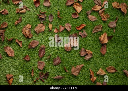 L'erba con una copertura di foglie autunnali crea una scena pittoresca, mescolando i colori vibranti dell'autunno con la lussureggiante superficie verde sottostante. Foto Stock