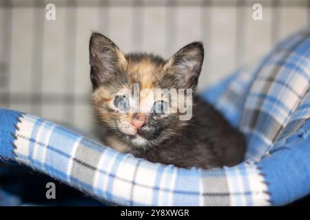 Un affascinante gattino calico con gli occhi azzurri si stende comodamente su un'intima coperta a quadri, godendosi i suoi dintorni Foto Stock