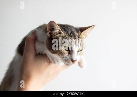 Un dettaglio dettagliato di una persona che tiene delicatamente in mano un gatto, mostrando le intricate caratteristiche della pelliccia e del viso degli animali Foto Stock